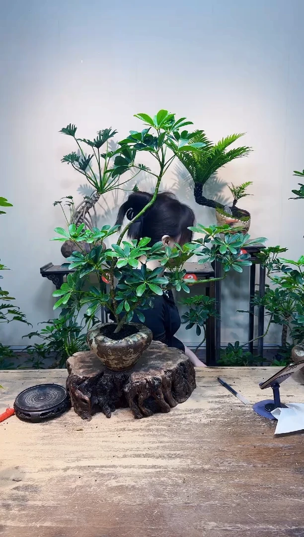 无花朵幸*优惠价优惠价118