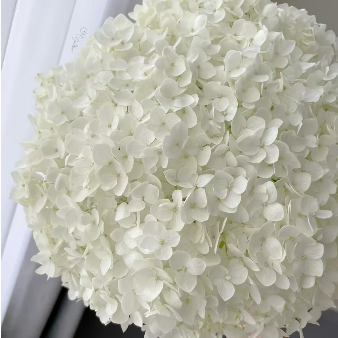 贝拉安娜5加仑 白色后期会变色 半开花发货（张）圆锥绣球花卉盆栽