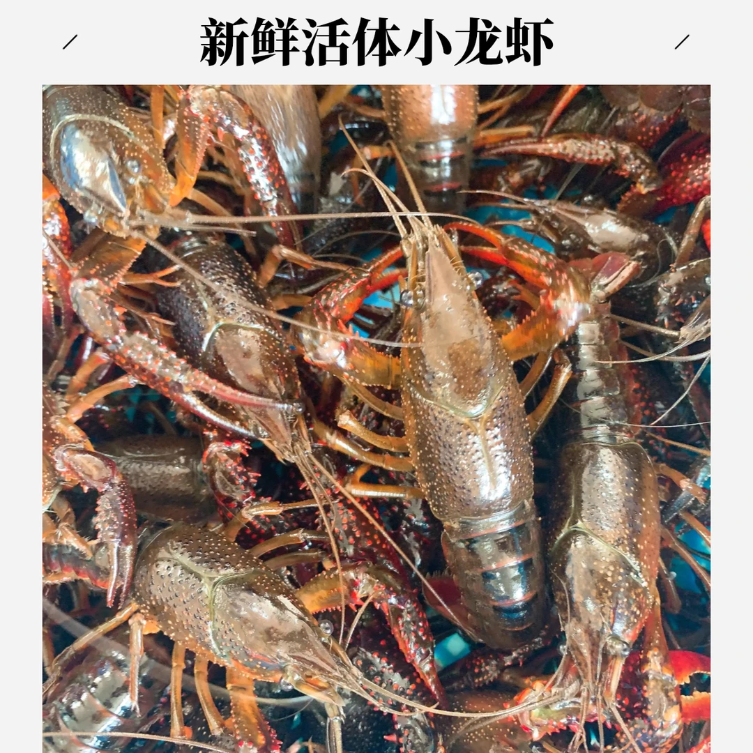 鲜活小龙虾中号3斤