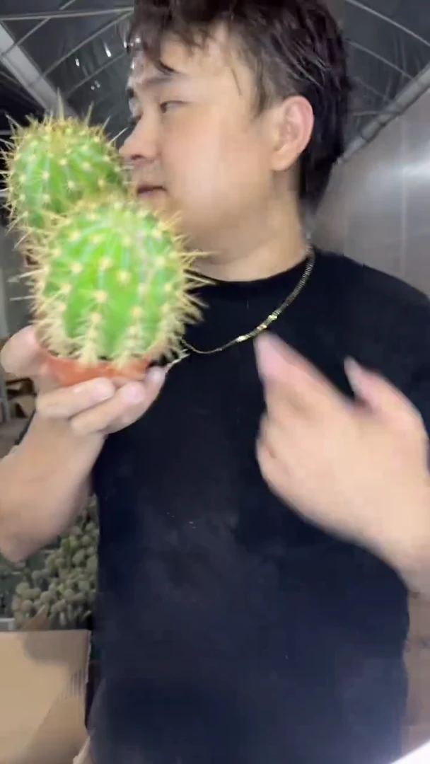 2颗 实生根 毛花柱 品种不指定