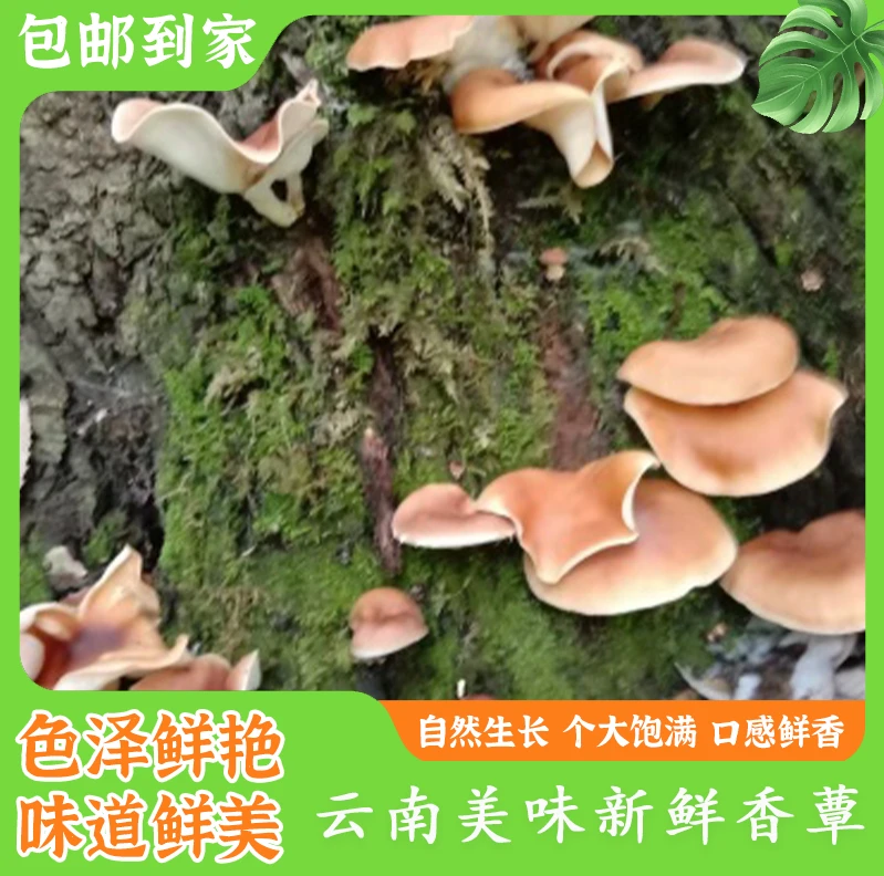 云南哀牢山马桑菌香蕈香菇蘑菇煲汤云南特产鲜货【空运】