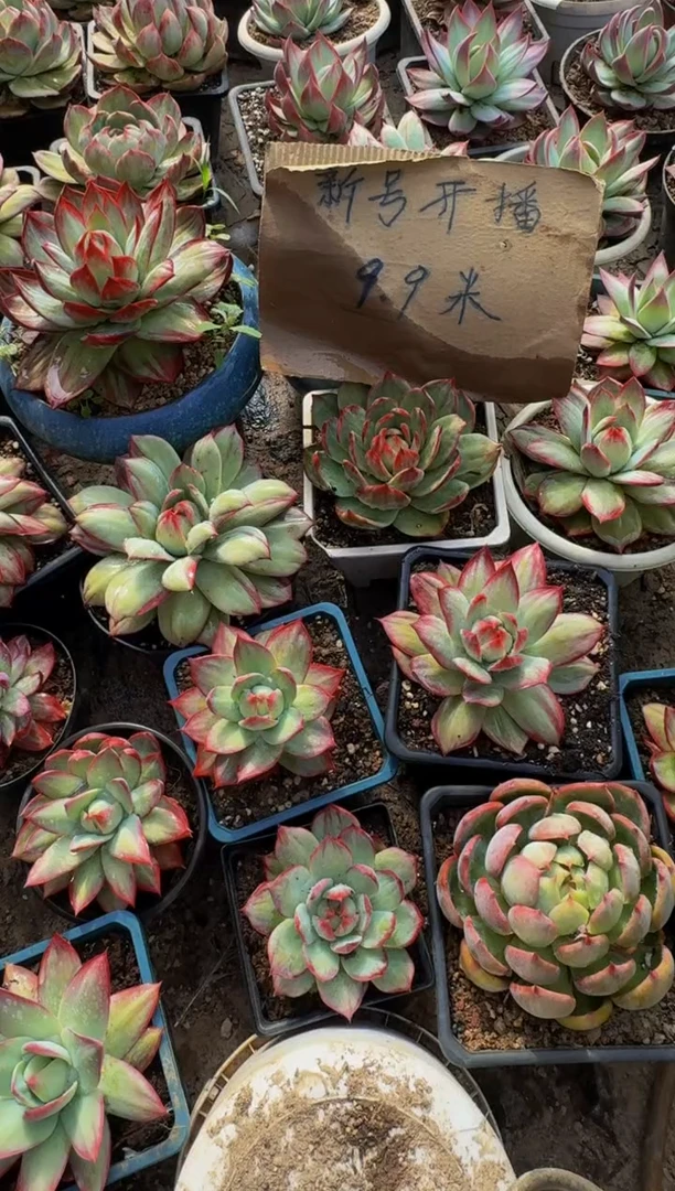 G935惊鸿仙子（裸根发货）