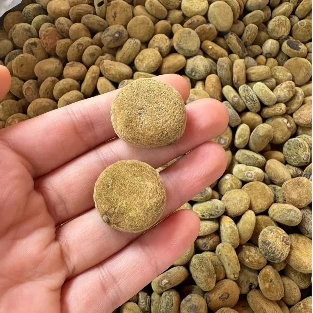 金毛贡果老树化州橘红