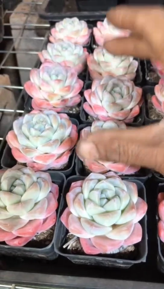 【闪购商品】樱花粉冰玉单头2颗