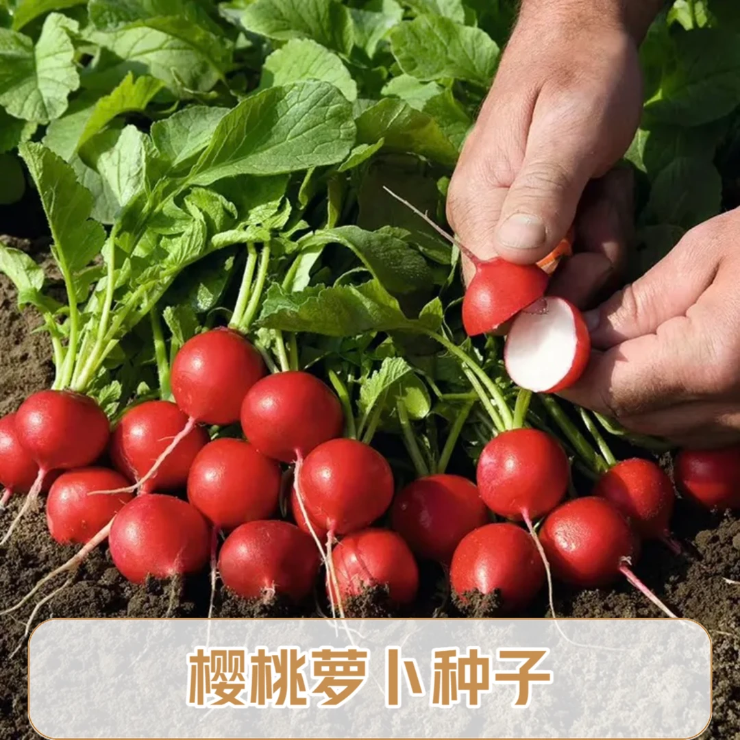 樱桃萝卜手指萝卜种子【贝妈同款】红色播种圆形美观整齐种植品质