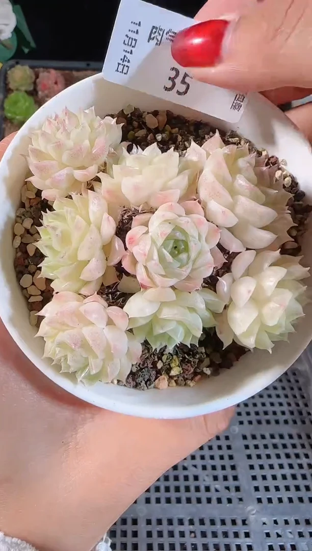 1114-35群生不包整