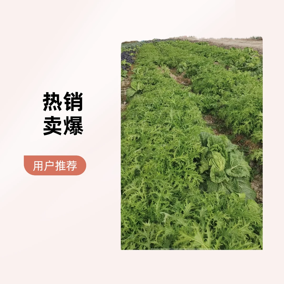 优质纯天然露天雪菜