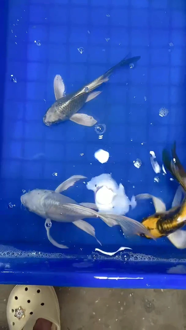 蝴蝶鲤蝴蝶鲤直播选鱼专用链接