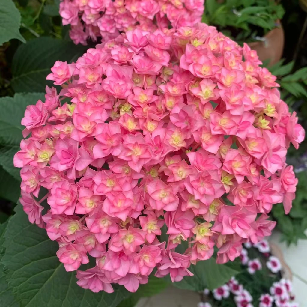 太阳神殿  粉色后期会变色 2加仑（沙坡） 开花发货 绣球花卉