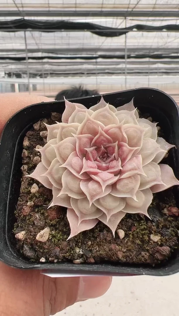 【闪购商品】留财猫-15