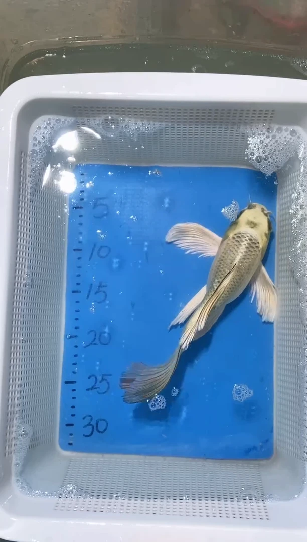 锦鲤锦鲤蝴蝶鲤鱼拍开箱视频包售后