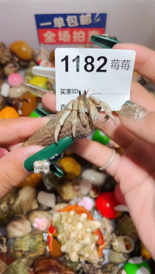 陌派甄选寄居蟹1182