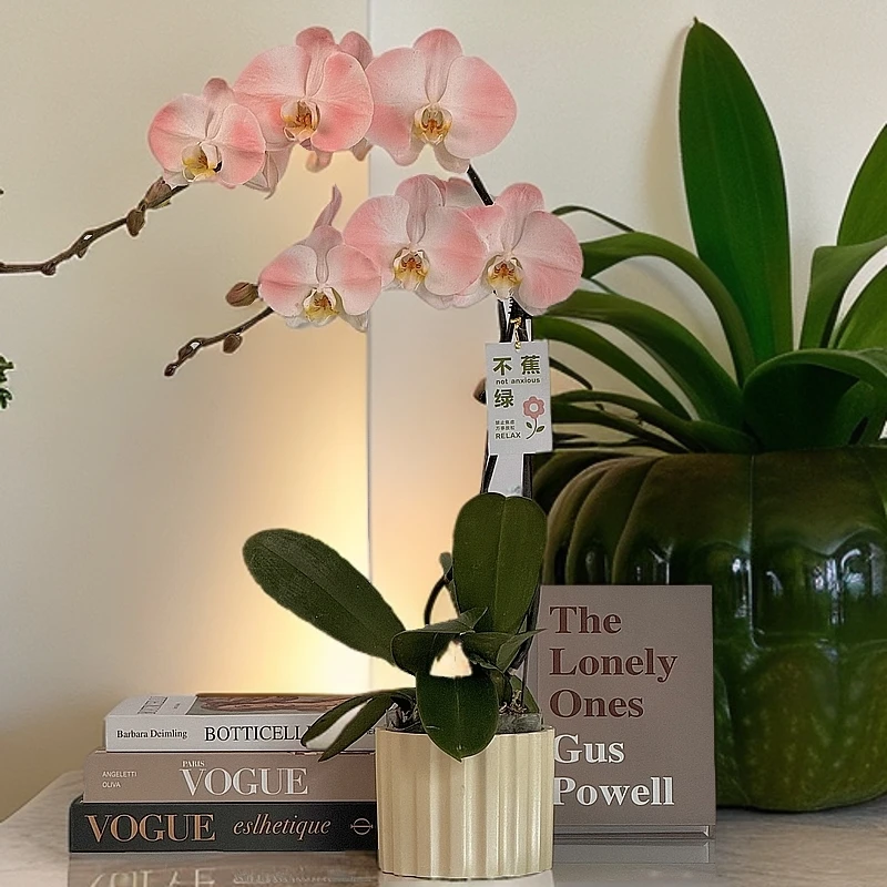 蝴蝶兰《大水蜜桃》粉色系 稀缺艺术喷色工艺新手好养有花有苞2-2