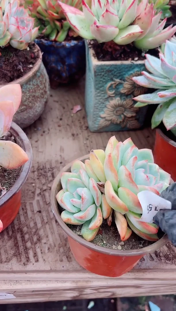 多肉植物一物一拍19155