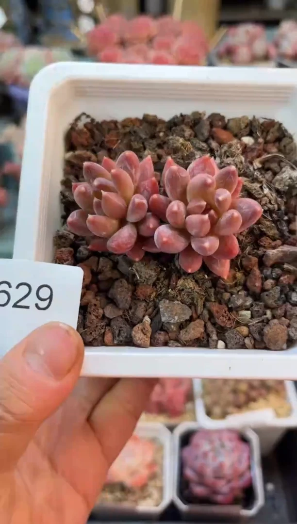 9629双头小炫彩星多肉