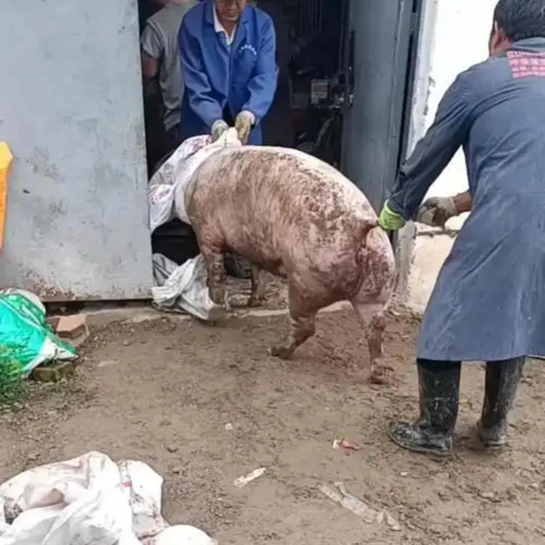 【现场称重】一物一拍农村熟食土猪白猪顺丰包邮