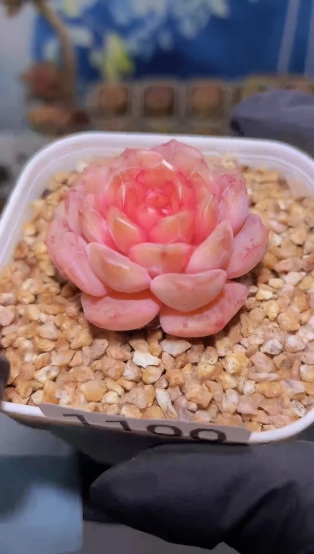 【闪购商品】1100妖之骨多肉