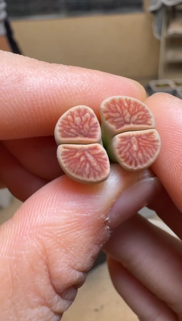 【闪购商品】1/21-387