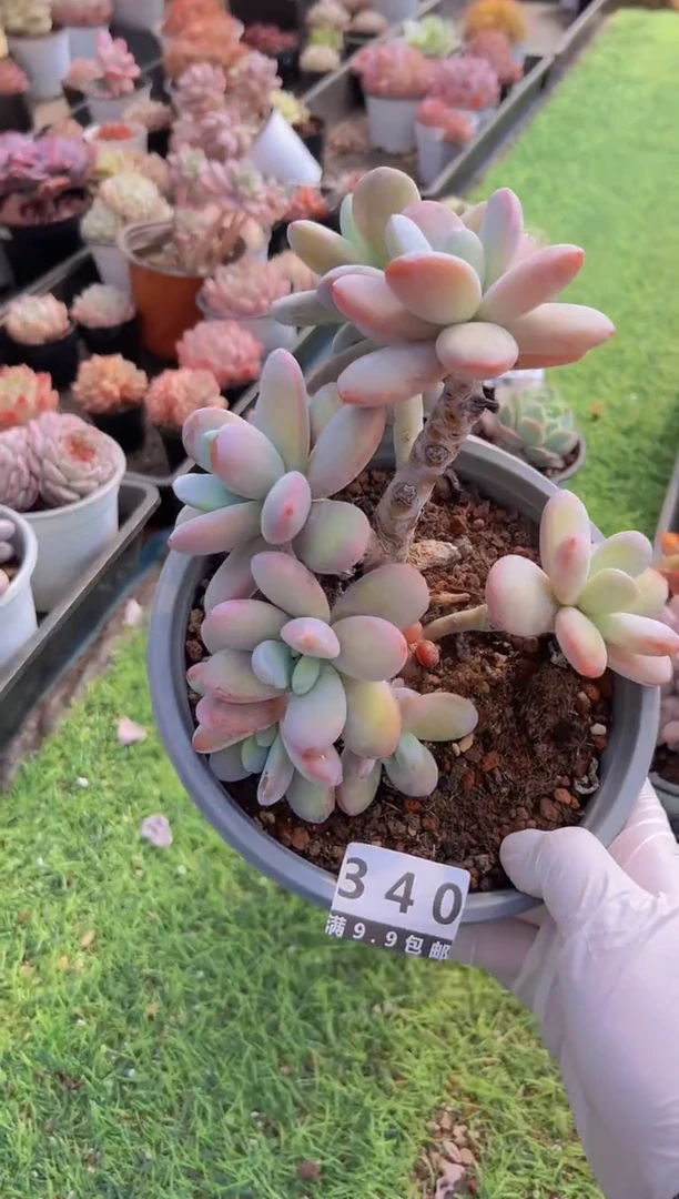 【闪购商品】信福多肉一物一拍