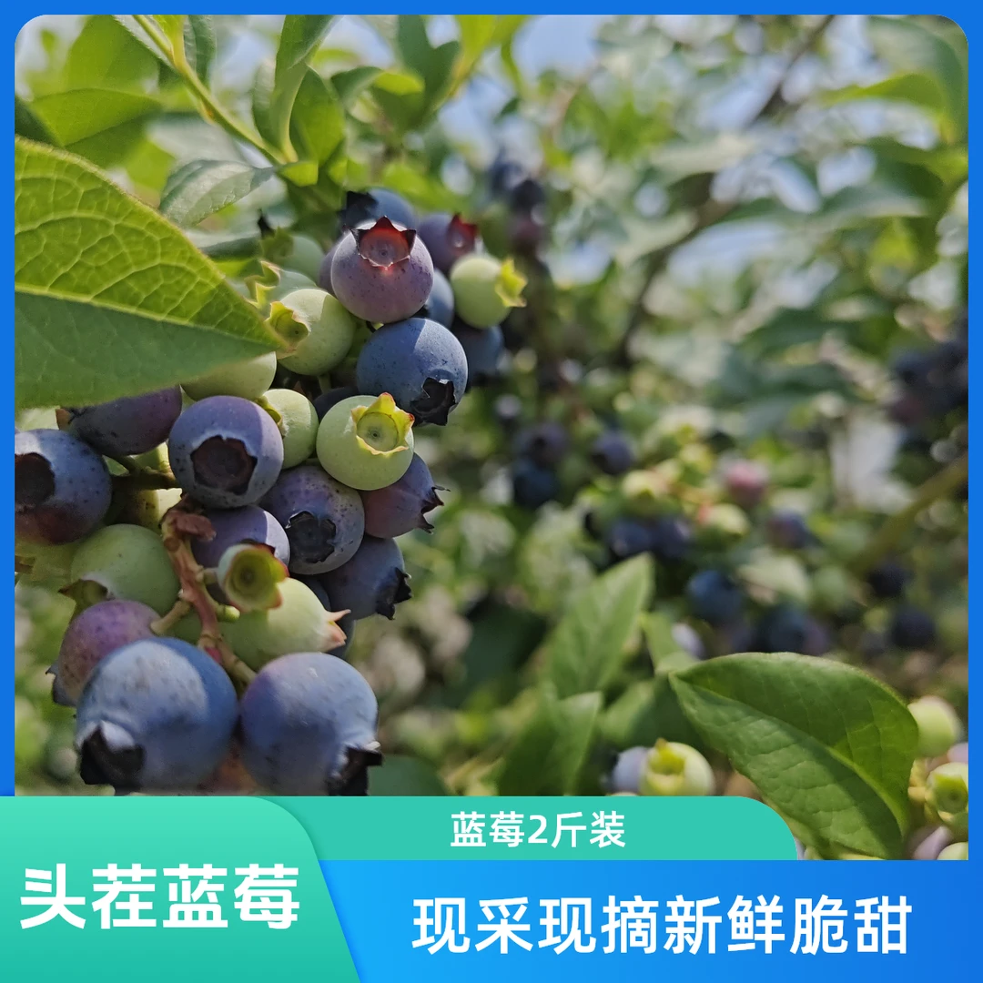 精品（头茬果）国产蓝莓脆甜果巨无霸18-22mm花青素顺丰包邮125g/盒