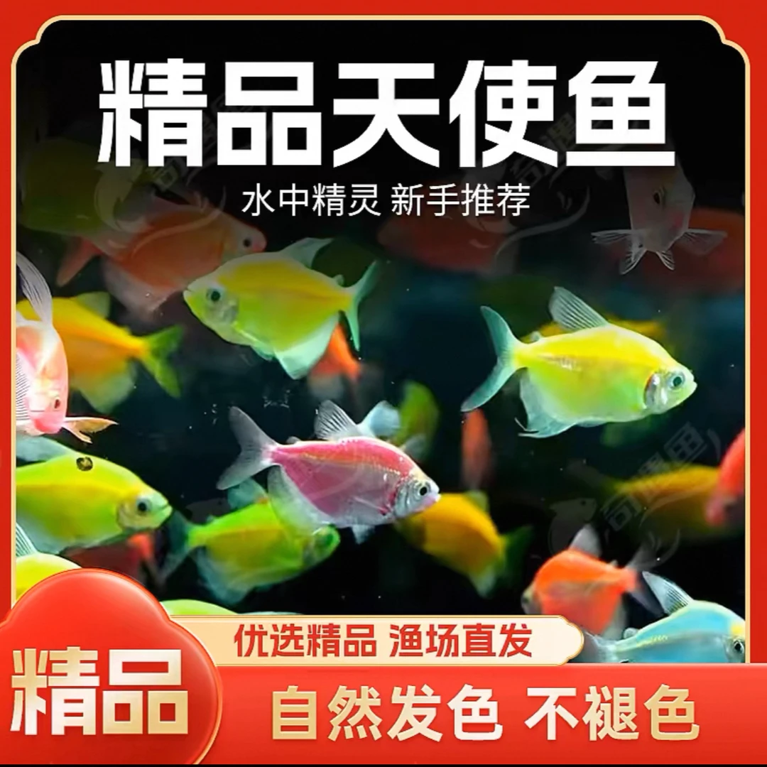 七彩天使鱼小型热带观赏鱼颜色丰富群游好养适合新手