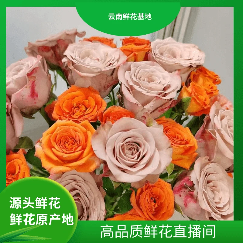 颜花【卡布+香槟】云南鲜花两单鲜花升级冷链或空运到家