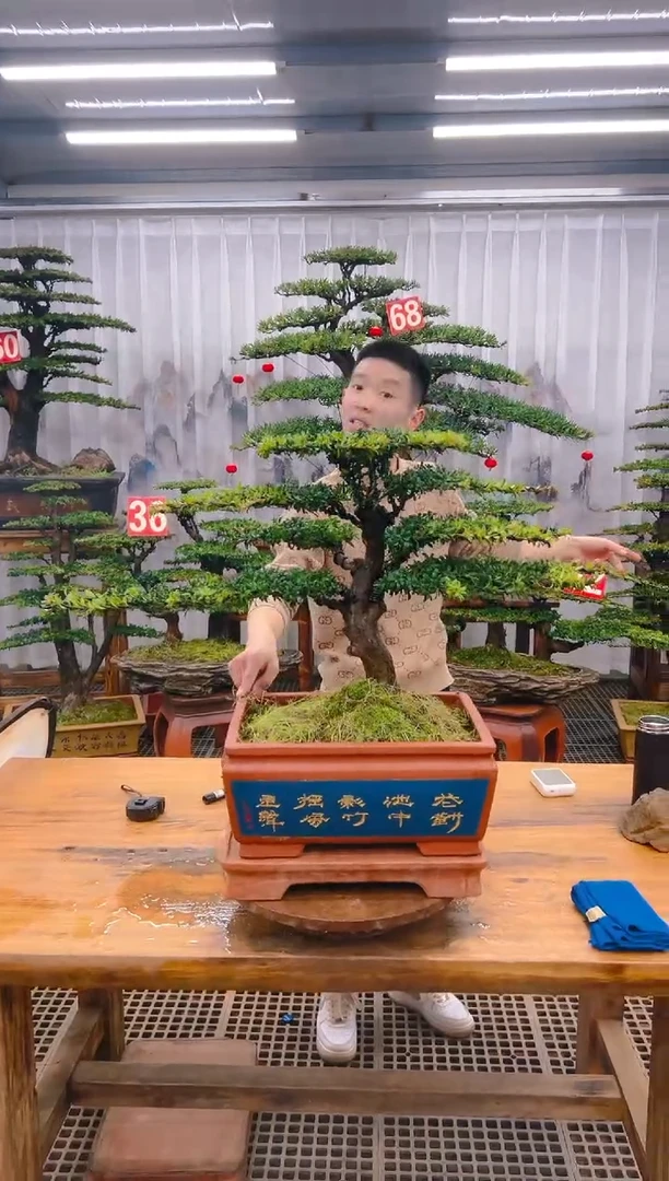 【闪购商品】紫砂精品盆景直播间一物一拍