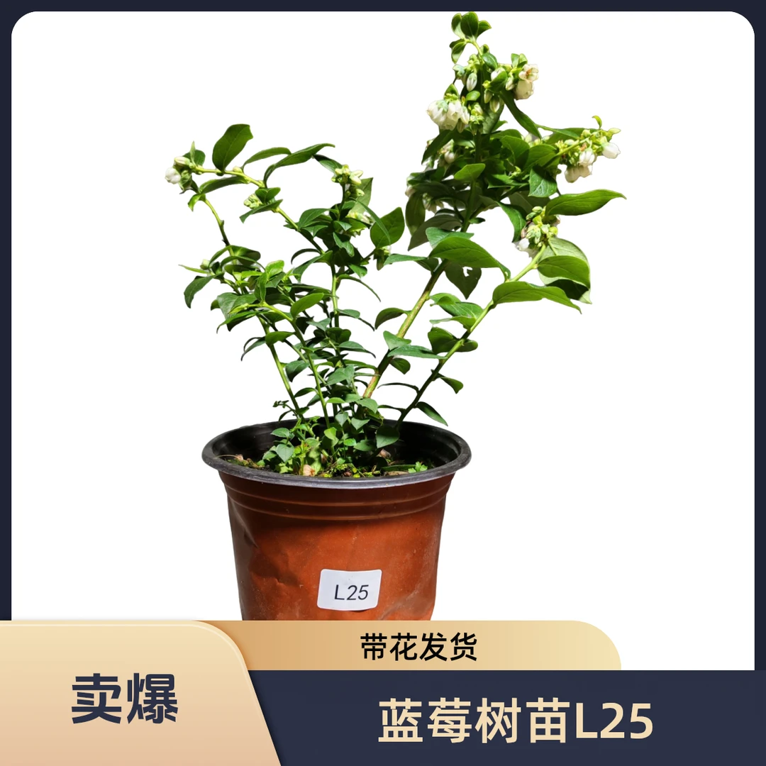 蓝莓树苗L25 家庭盆栽 纯甜型蓝莓品种 蓝莓组培苗