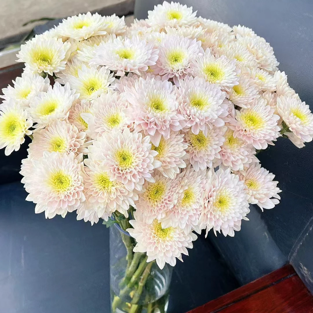 【顺丰发货】香草沙拉雏菊鲜花1-4单一个运费自选品种