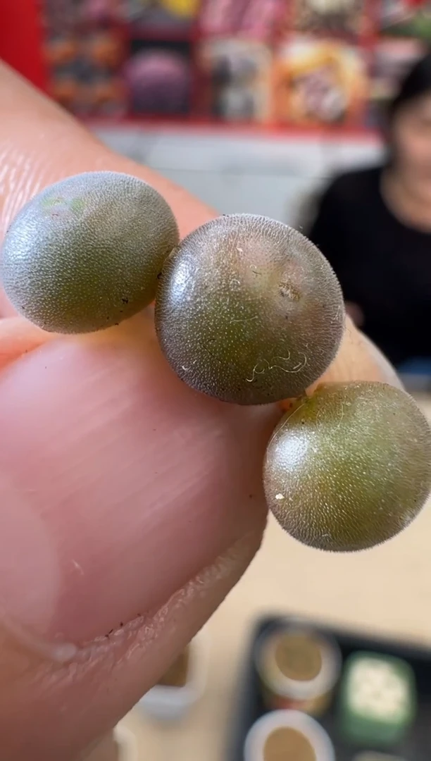 【闪购商品】29-21空蝉一颗