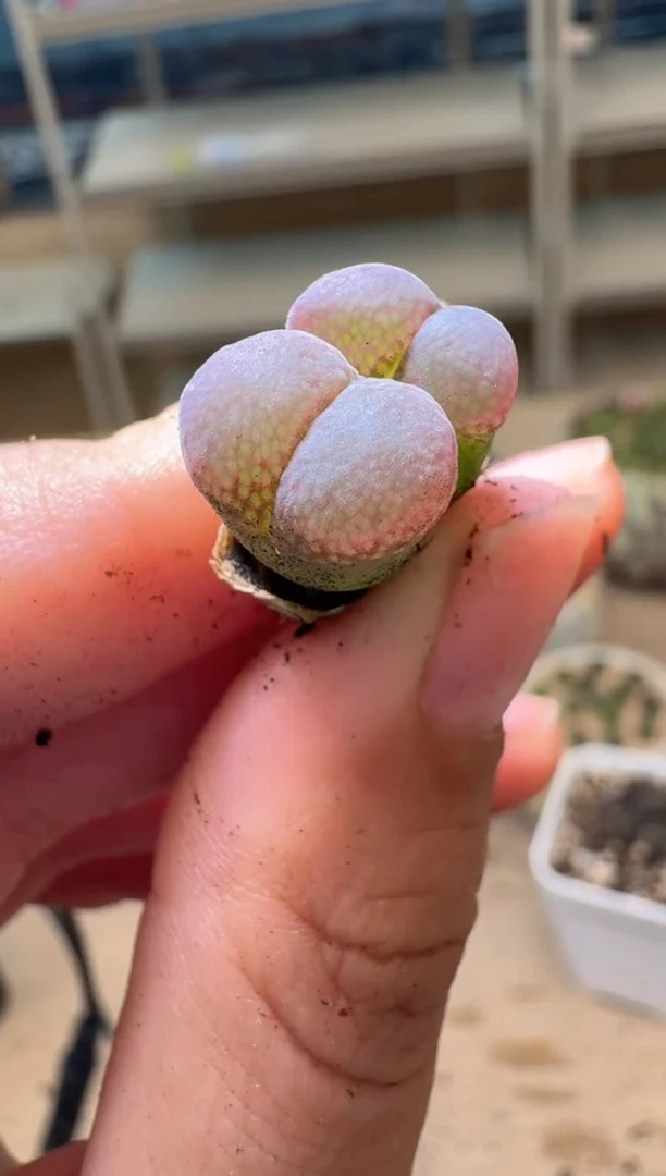 多肉植物肉锥16-246