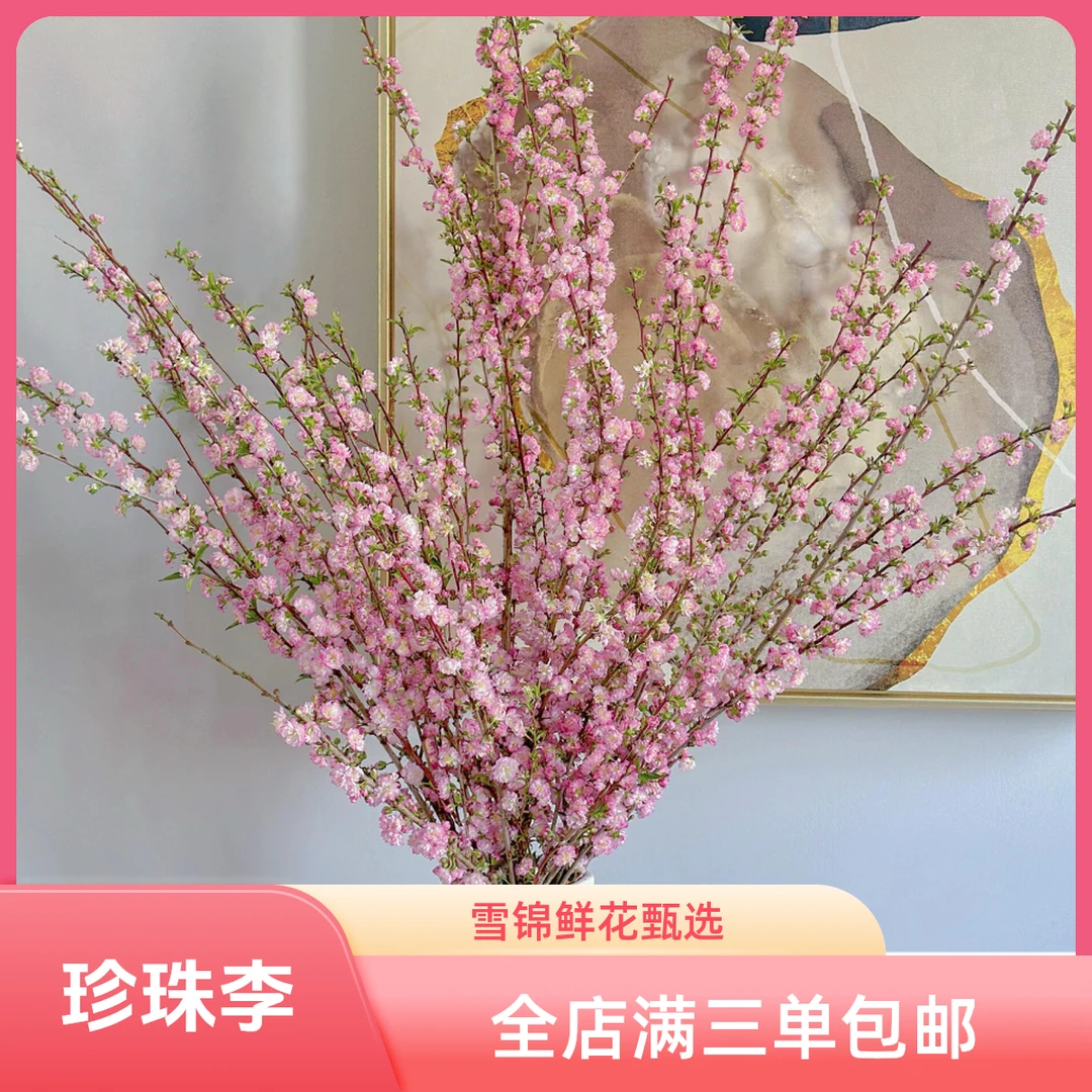 【珍珠李】雪柳春日限定小众花材云南生活鲜花直发超长花期