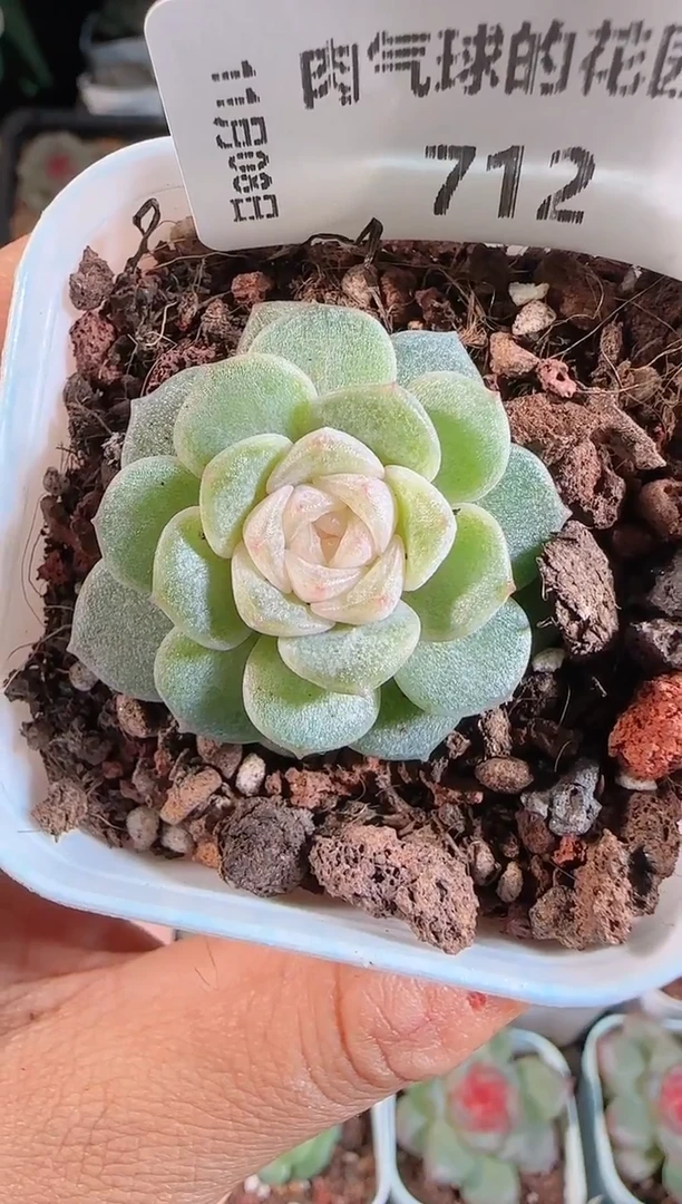 1108-712柔情麦秆群不包整