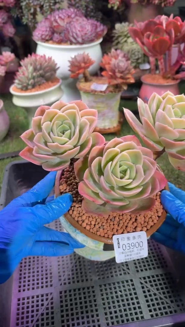 【闪购商品】03900