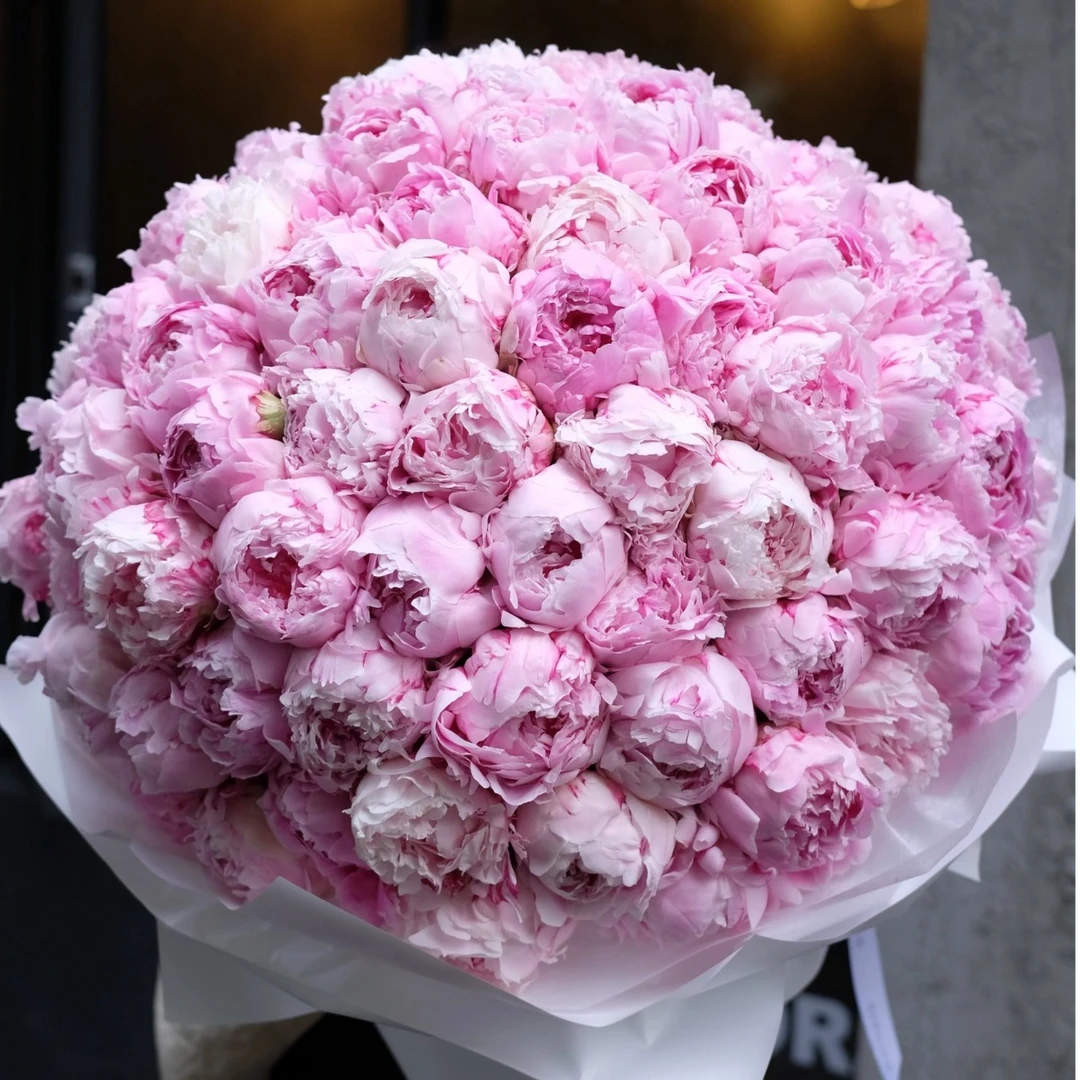 芍药沙拉（粉色）芍药 东北辽宁直发
