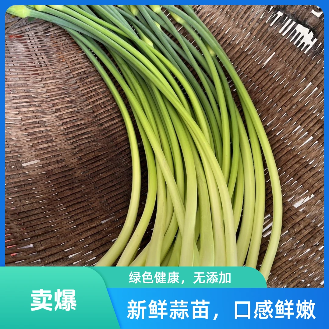 重庆农家自种新鲜蒜苔当季时令蔬菜2斤蒜薹