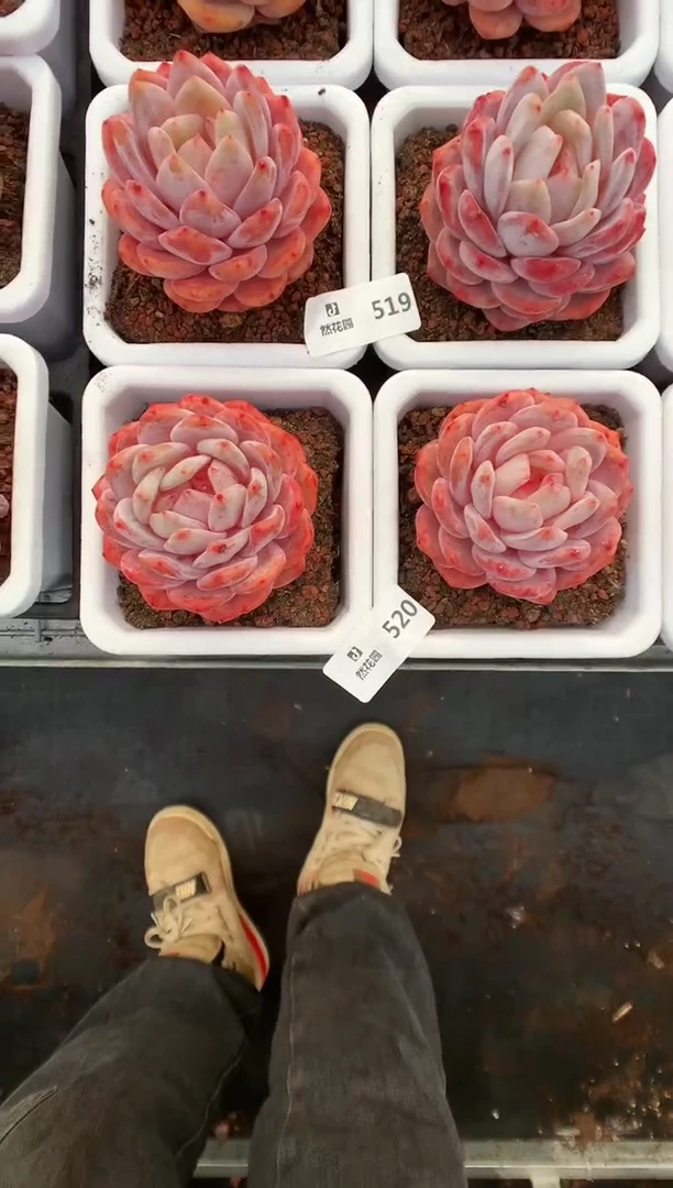 【闪购商品】520宽橙两棵一物一拍