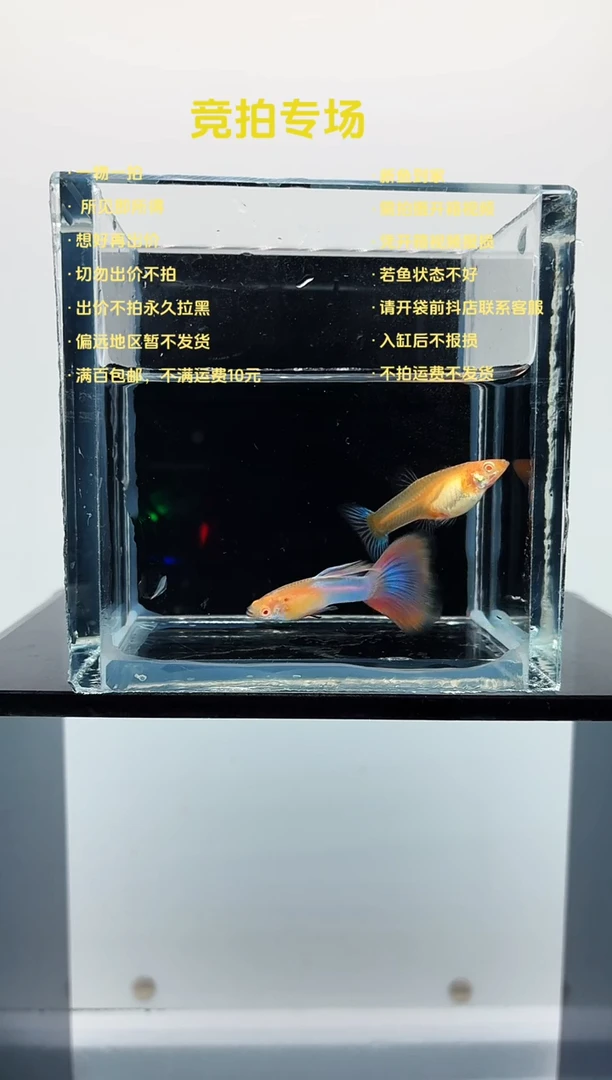 孔雀鱼天使彩虹一对-40
