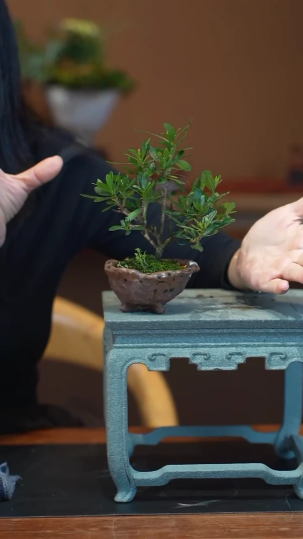 全部花朵栀子花盆景盆景