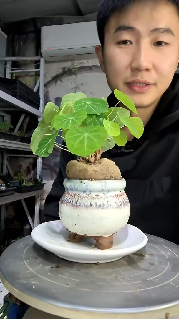 倾**儿中青园艺一物一拍127