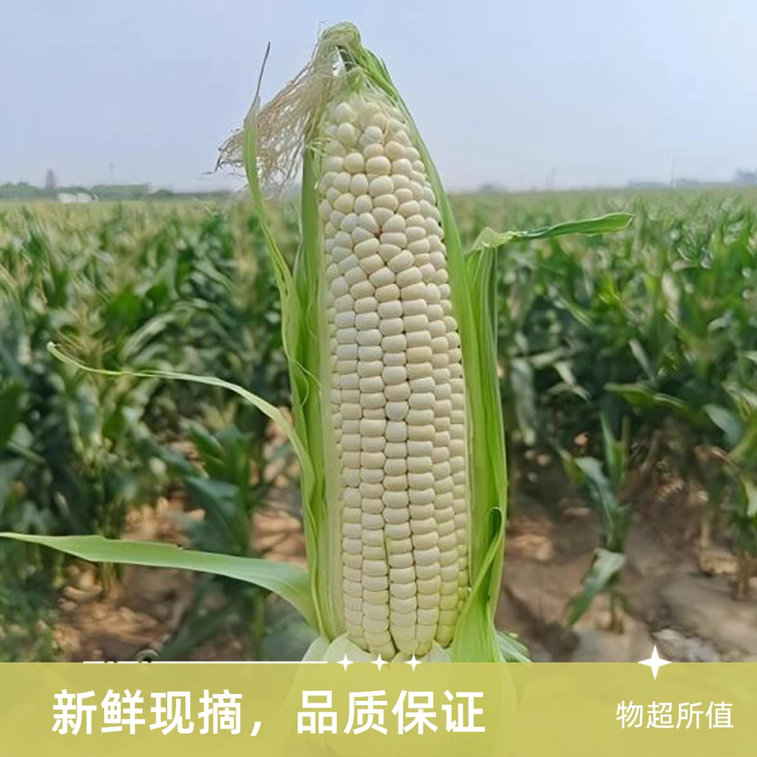 （顺丰包邮）大兴庞各庄本地 农科糯336玉米 现掰现发巨新鲜北京市