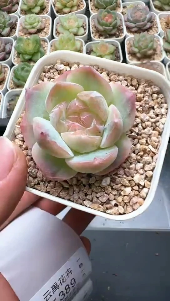 388F云禹多肉植物 默认脱土纸巾打包 3颗包邮