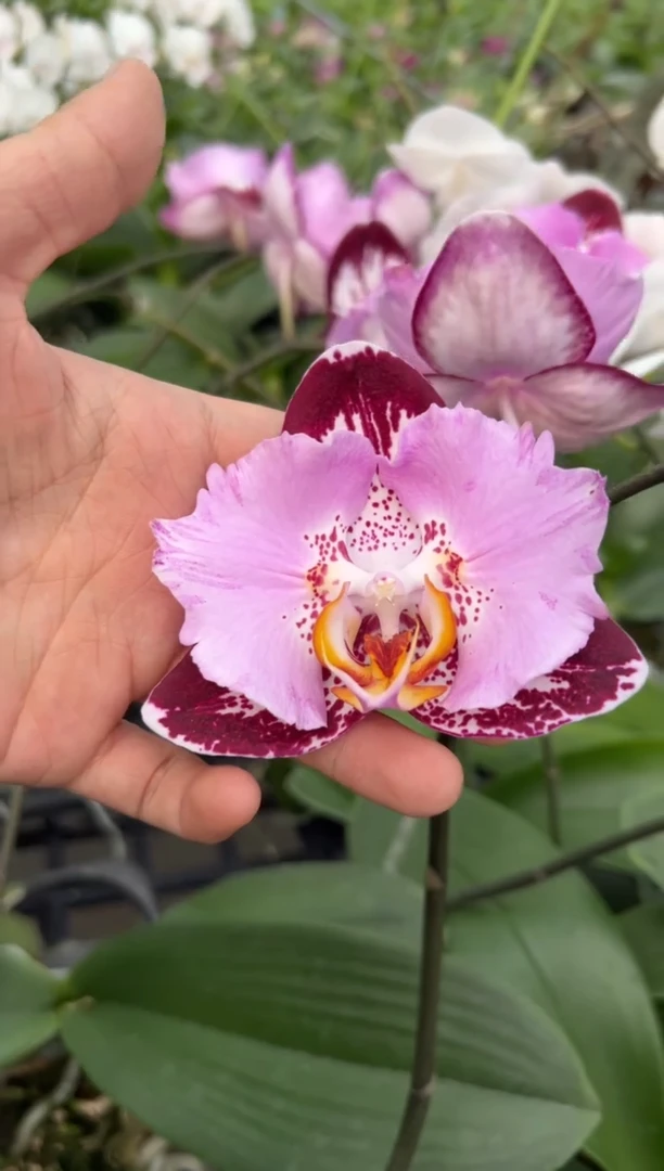 完全开放黑钢琴（带花发货不保花）