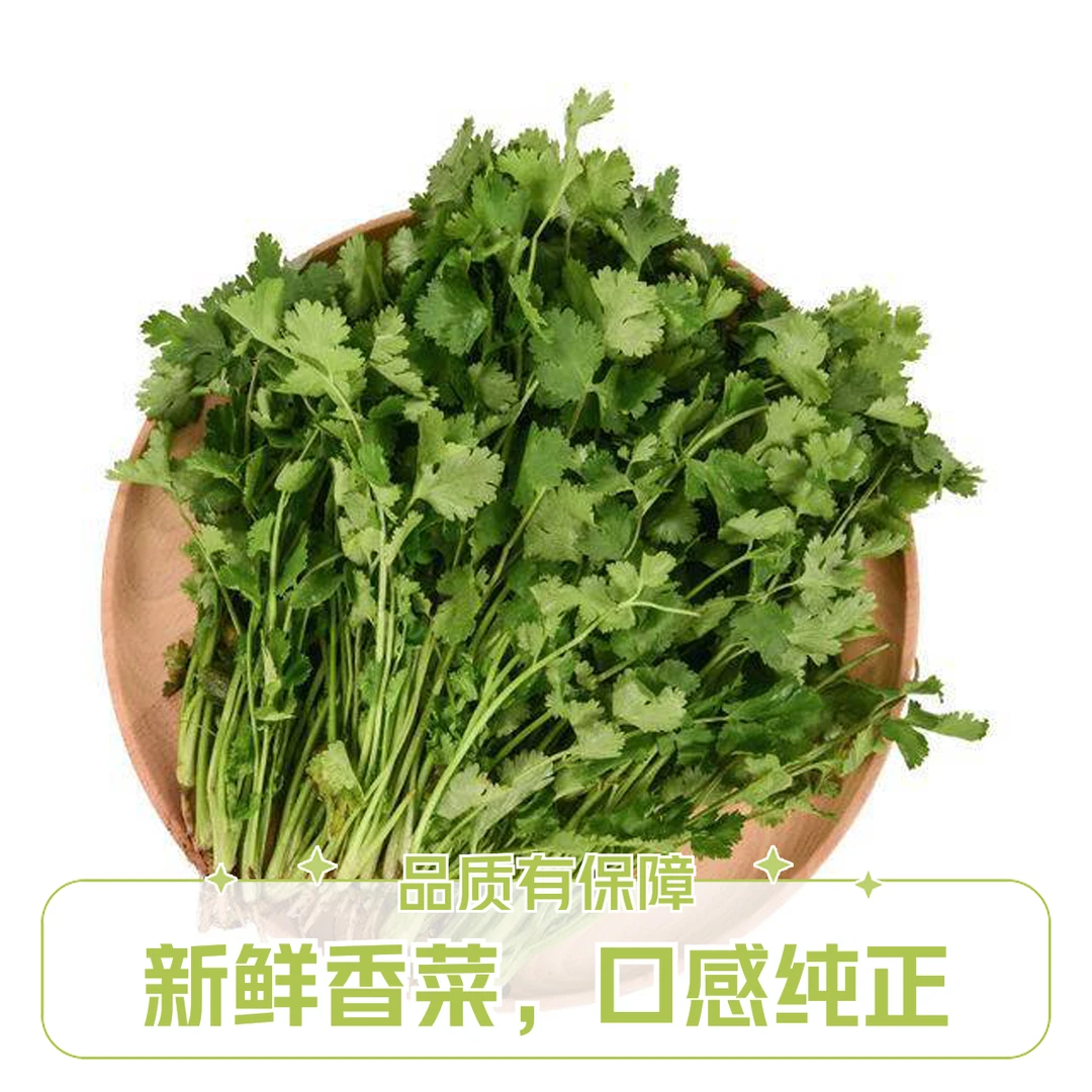 房山基地现拔小香菜2斤