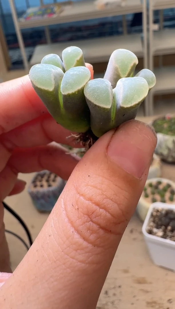 多肉植物肉锥16-248幻紫