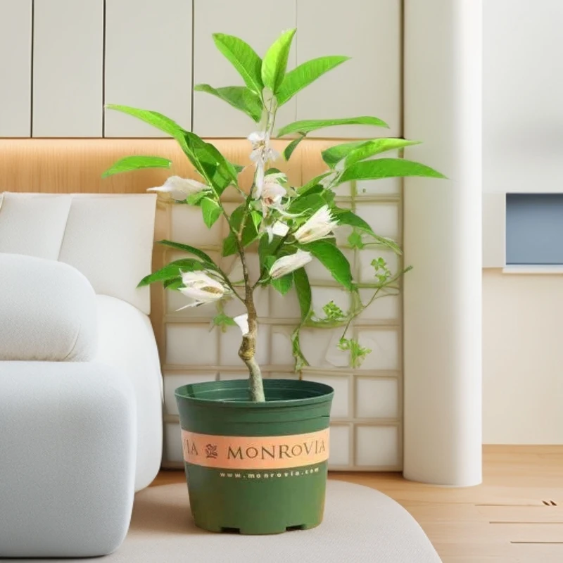 白兰花卉盆栽黄兰白玉兰黄角兰黄桷兰缅桂花庭院阳台花期长浓香型