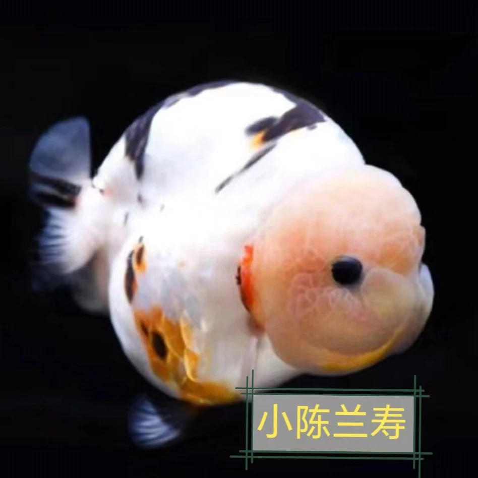 精品兰寿观赏鱼顺丰到付不包邮