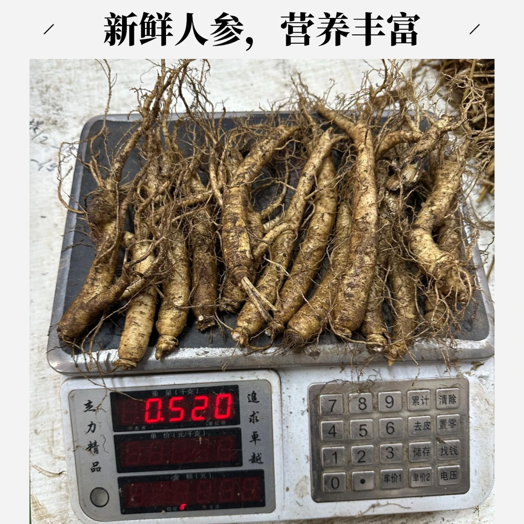 长白山原产地现挖新鲜人参适合中老年泡酒煲汤挖参挖断的残参