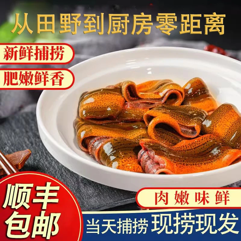 鲜田哥天然土鳝鱼片不加水纯肉鲜活顺丰包邮送上门去头尾骨黄鳝