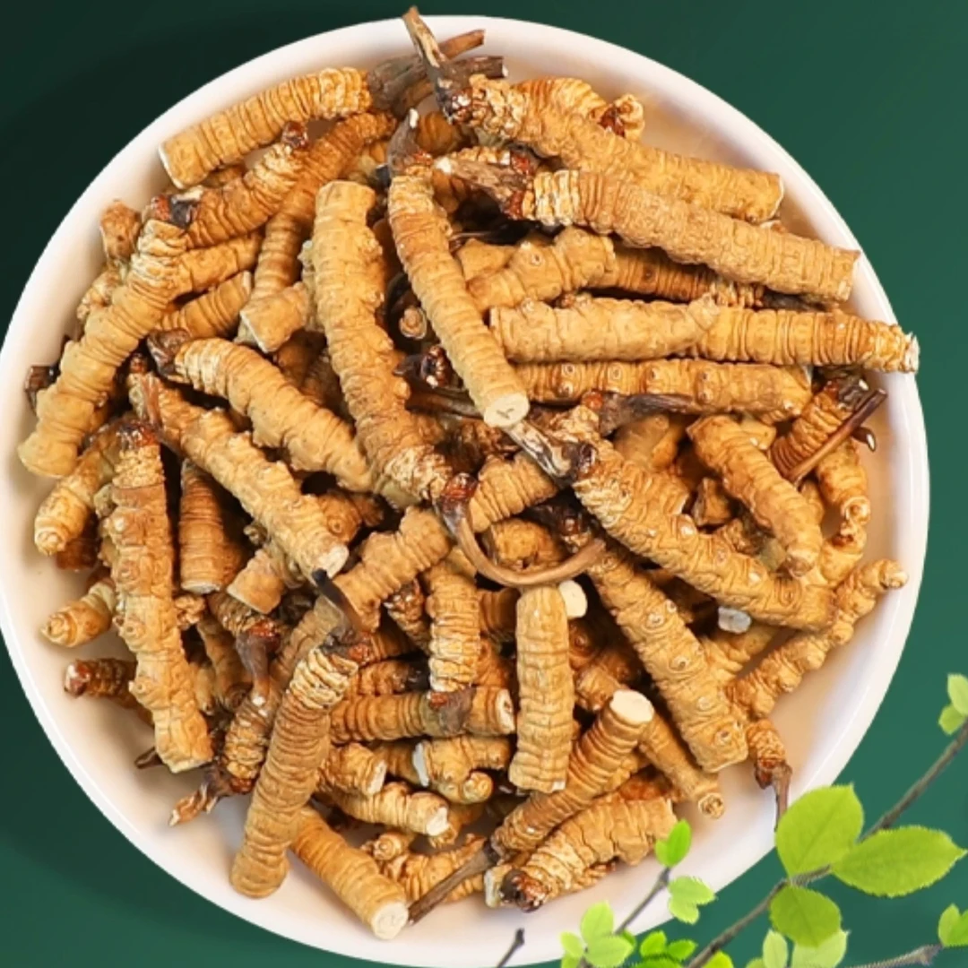 【卓玛专属-大断草】雪山冬虫夏草大断草正宗滋补高性价比CCC